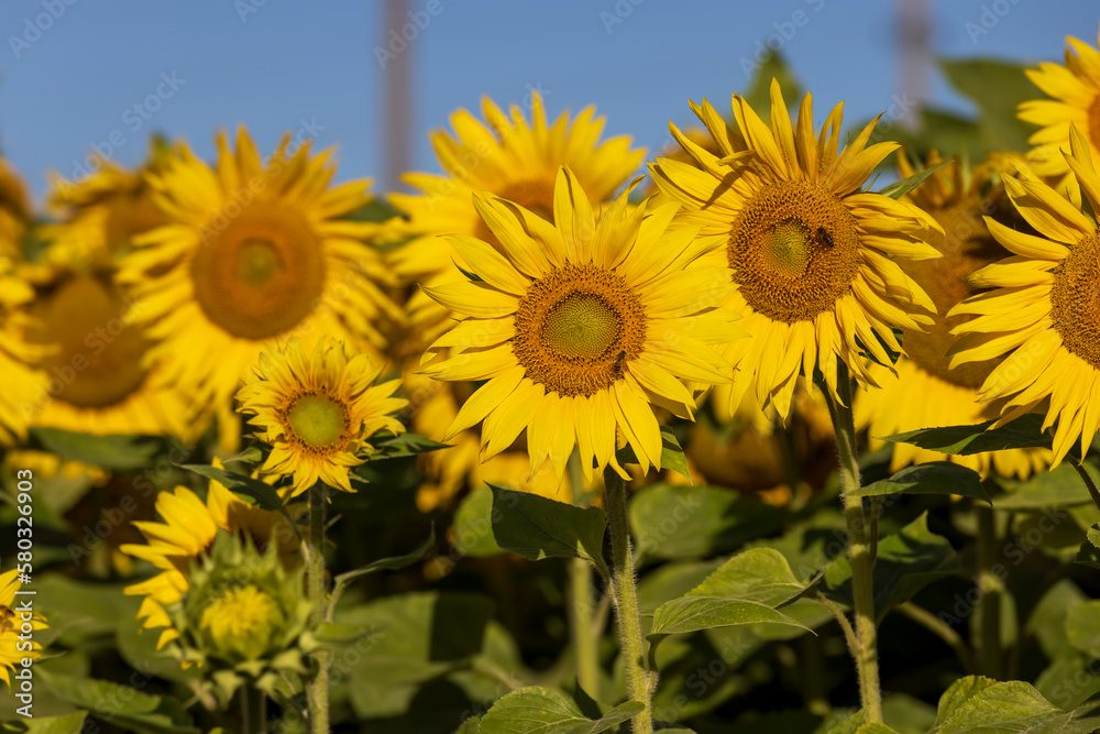 Obraz premium Blooming beautiful sunflowers in the summer