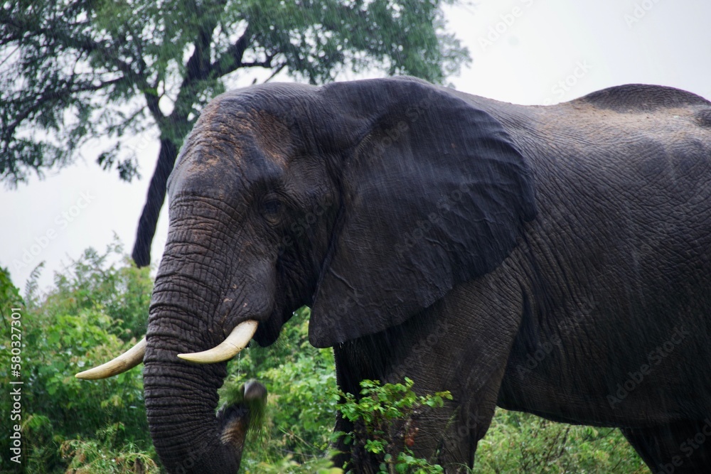 Fototapeta premium Kruger Park