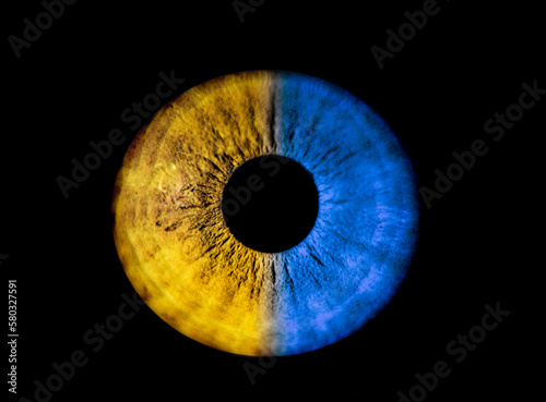 Fototapeta Naklejka Na Ścianę i Meble -  Human blue and yellow iris eye. Colorful Pupil in macro on black background