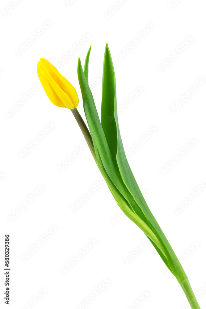 fresh flowers, freshly cut yellow and pink tulips with leaves, isolated fresh flowers, freshly cut yellow and pink tulips with leaves, isolated