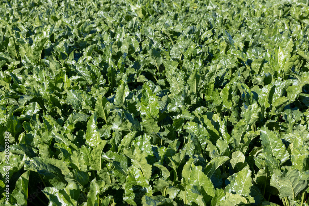 Green tops of sugar beet in the field