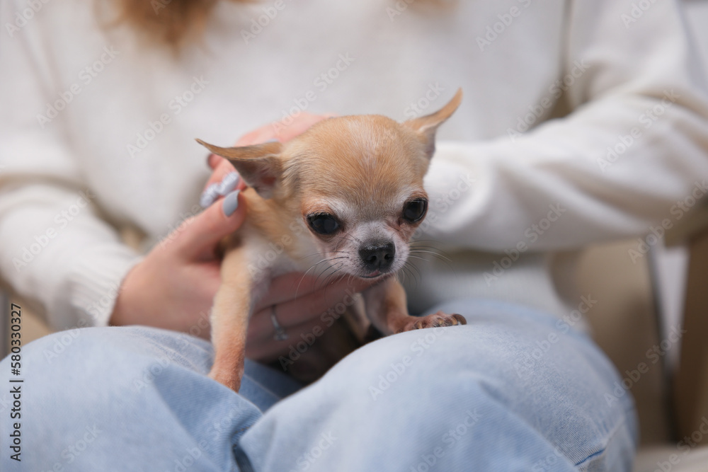 Chihuahua dog, little miniature puppy on hands of unrecognisable person, young woman Chihuahua dog, little miniature puppy on hands of unrecognisable person, young woman