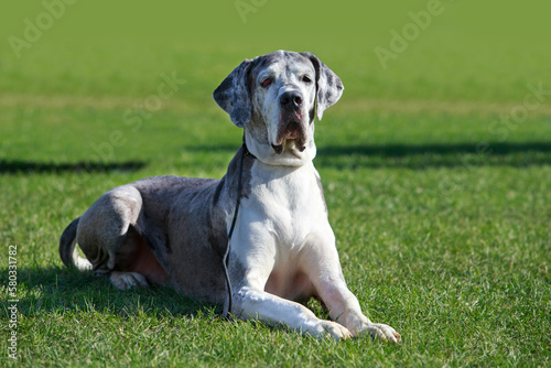 Great Dane on green grass
