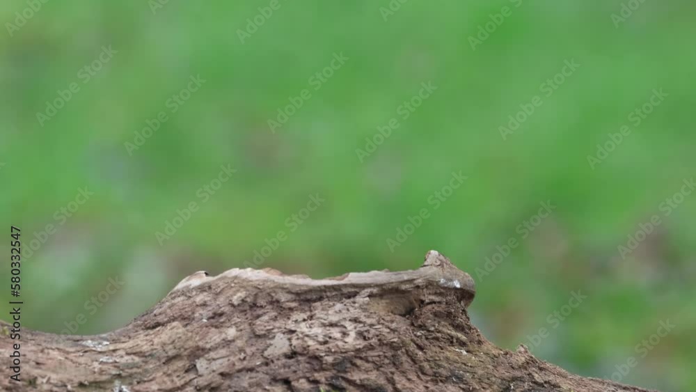 Tannenmeise (Periparus ater) Tannenmeise (Periparus ater)