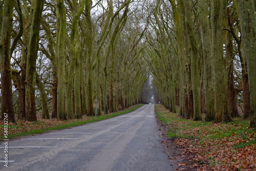 A beautiful road during winter in Normandy. Vertical picture of trees whitout leaves along a road. photo