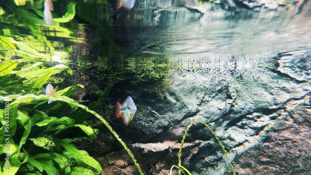 Australian Rainbow fishes swims under the surface of the water Australian Rainbow fishes swims under the surface of the water