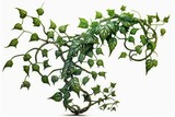 Wild liana vine that is twisted and isolated on a white backdrop with a clipping path. Generative AI
