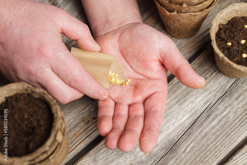 Paper bag with tomato seeds in man's hand. Top view. Sowing at springtime