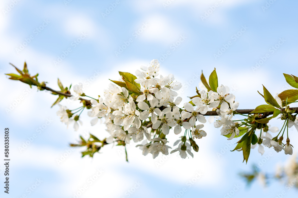 Cherry flowers in spring