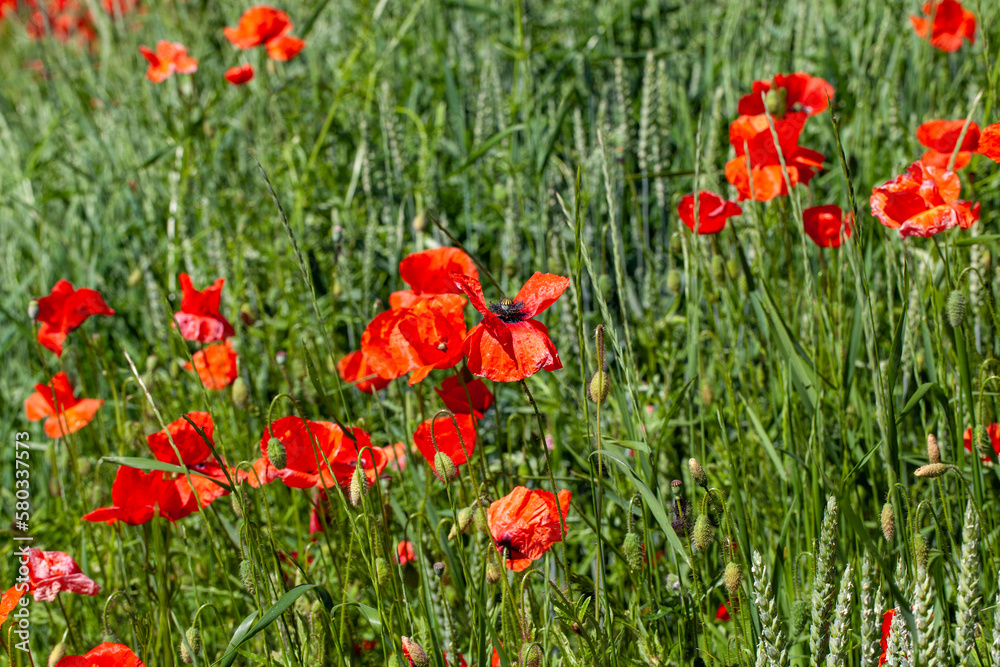 Obraz premium Red poppies on the field in the summer