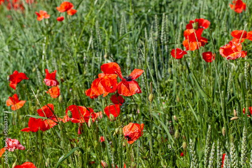Red poppies on the field in the summer © rsooll