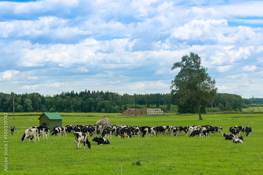 Cow farm pasture on country side meadow Cow farm pasture on country side meadow