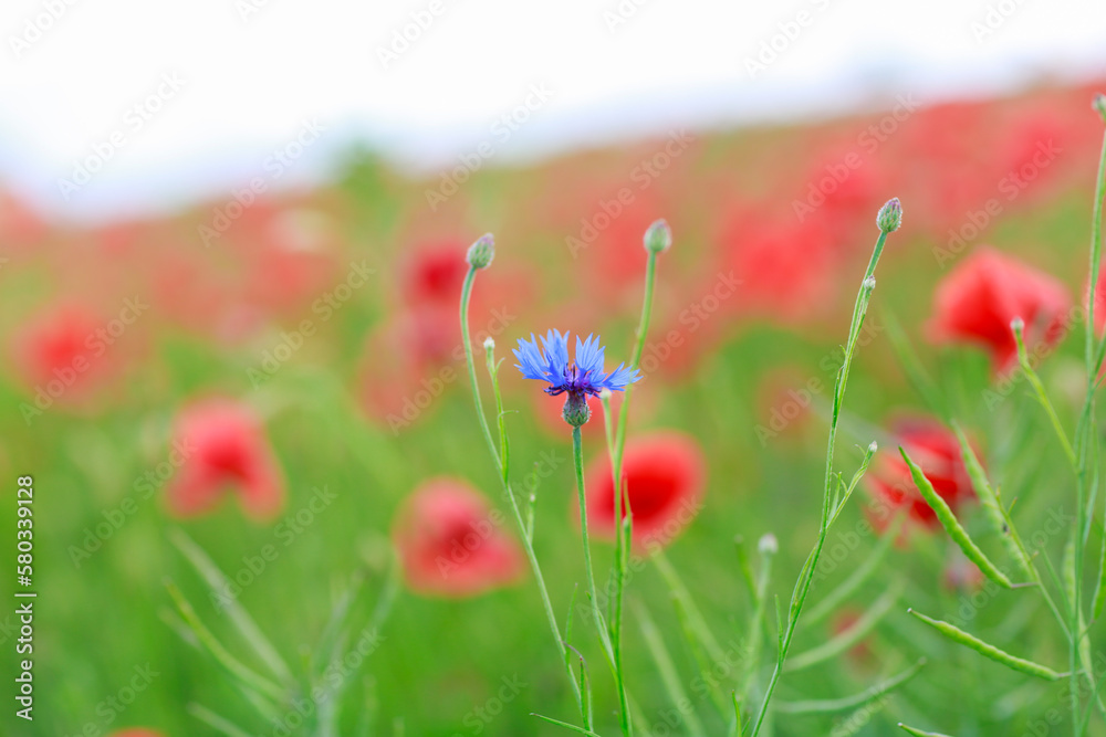 Naklejka premium Blue flower blossom in between red poppy field