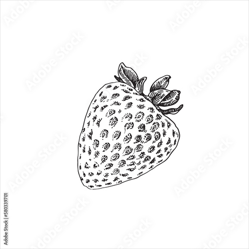 Strawberry vector drawing . Hand drawn berry on white background. Summer fruit engraved style illustration. Great for labels, posters, prints.