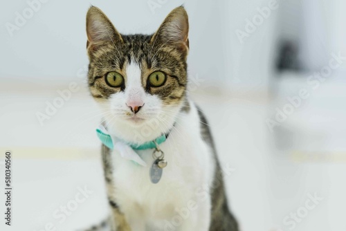 Fototapeta Naklejka Na Ścianę i Meble -  Close-up sitting cat