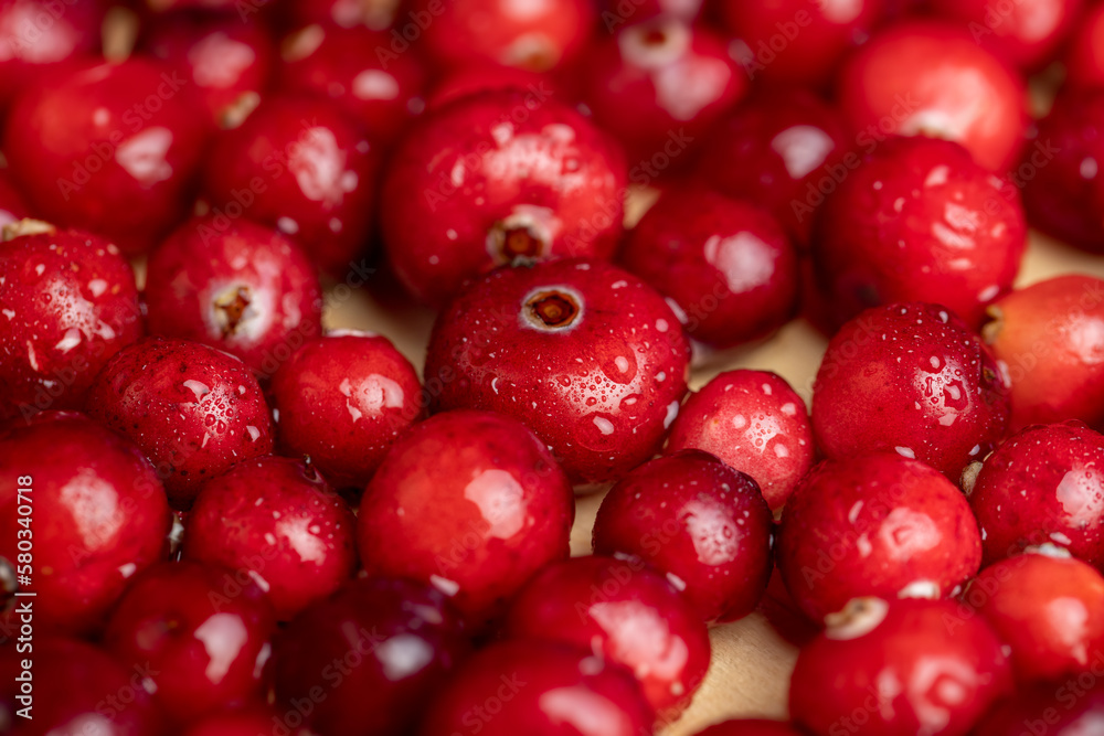 fresh ripe cranberries with drops of pure water fresh ripe cranberries with drops of pure water