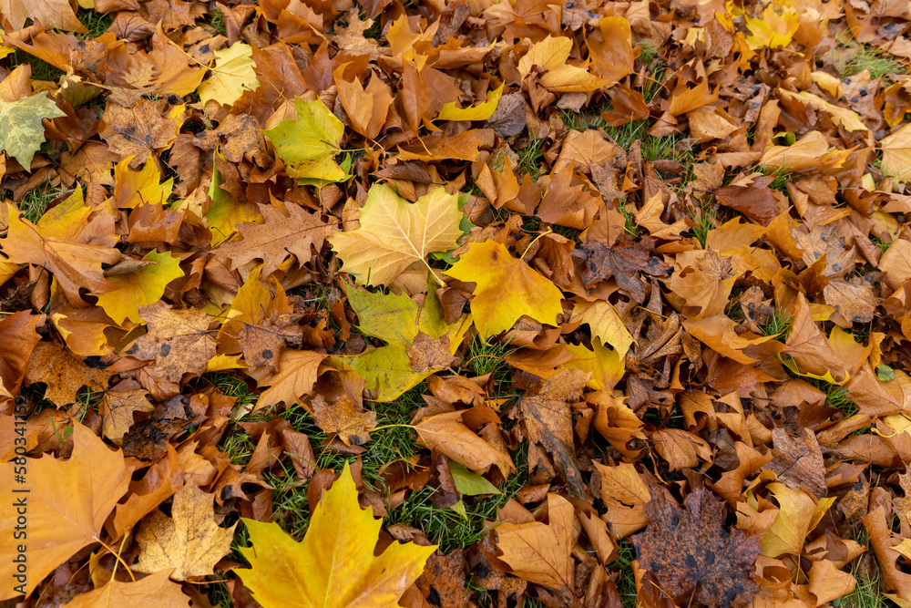 The yellowed foliage of deciduous trees that fell to the ground