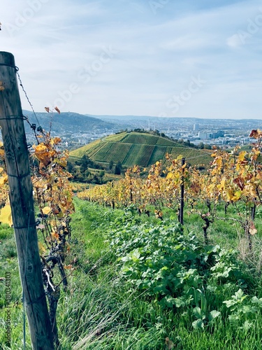 Stuttgart - Vigne