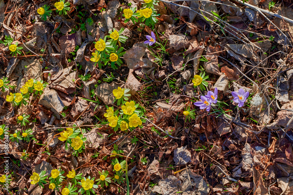 Yellow winter aconite (Eranthis hyemalis) and lilac crocus between dry foliage. Yellow winter aconite (Eranthis hyemalis) and lilac crocus between dry foliage.