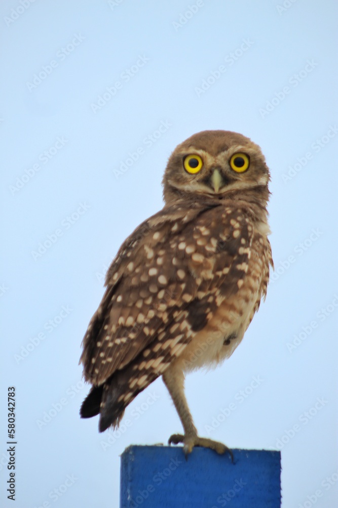 owl - coruja owl - coruja