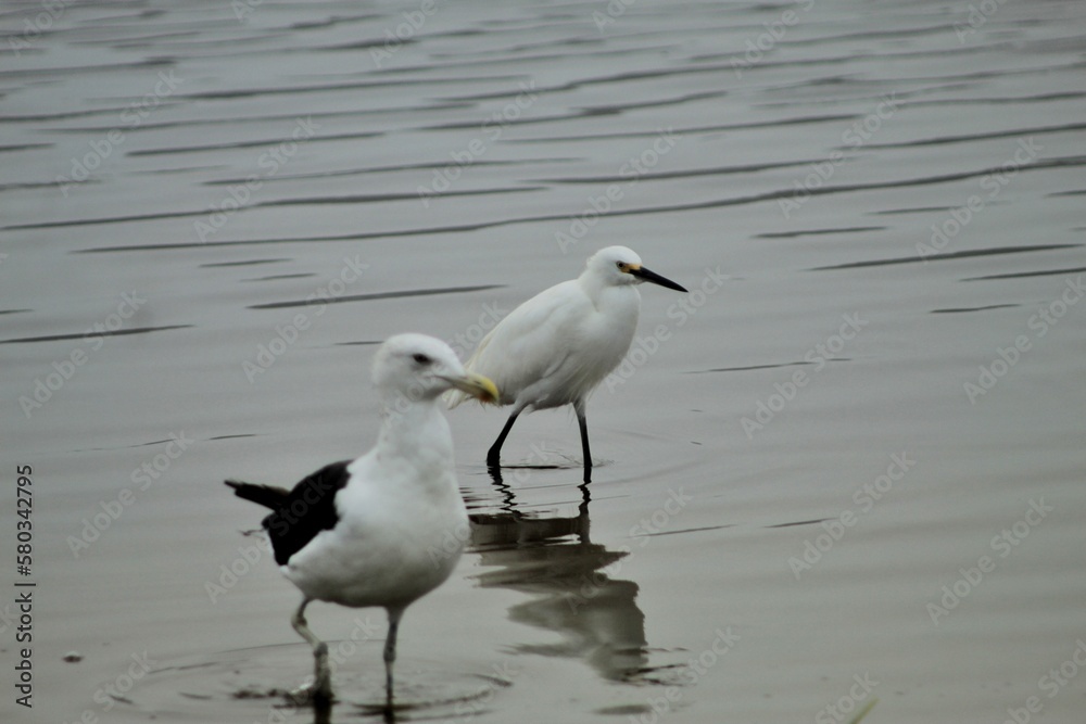 heron and seagull - garça e  gaiovota
