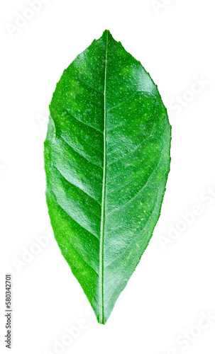 Lemon leaf isolated on transparent background PNG file format.