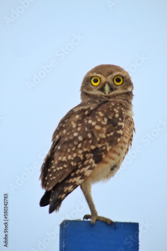 owl - coruja