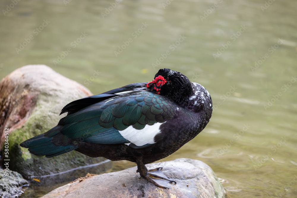 Ginger duck stand on the rock beside the pond Ginger duck stand on the rock beside the pond