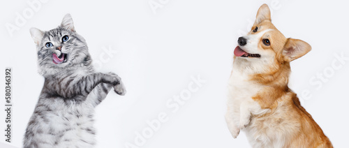 Fototapeta Naklejka Na Ścianę i Meble -  Portrait of jumping, happy puppy of Сorgi and grey cat on white background. Free space for text. Wide angle horizontal wallpaper or web banner. 