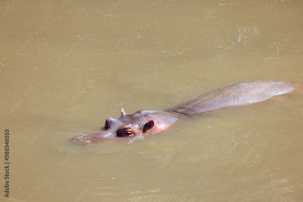 Obraz premium Relaxing hippo in the water