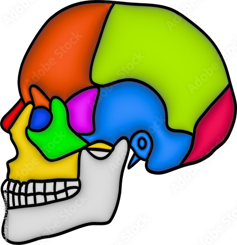 3d colourful anatomy of skull
