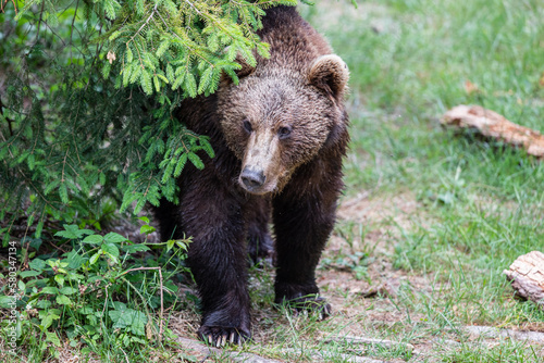 Brown Bear  Ursus arctos  hanging around in the Bayerischer Wald National Park  Bayern  Germany