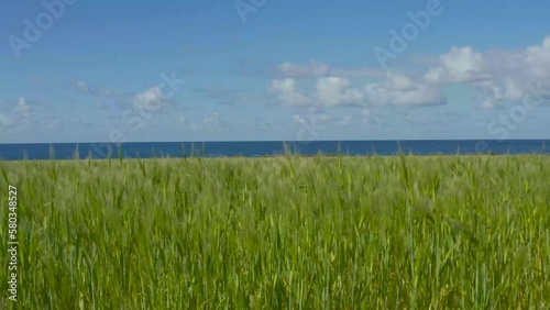 the green wheat field on the seashore