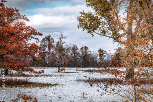 Horses in the Snow.  After an early snow a couple of horses find a few bare spots on the ground for grazing.