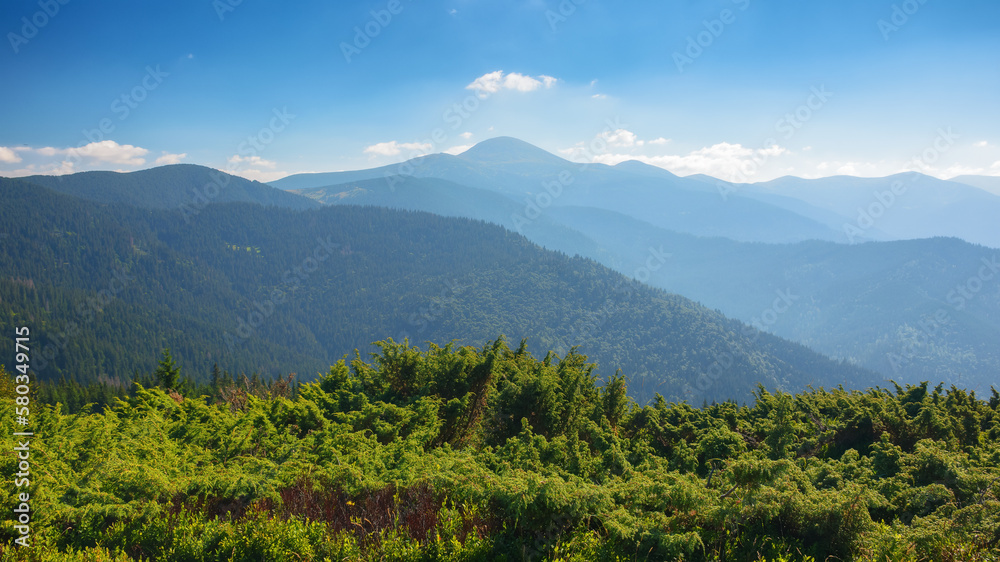 Obraz premium green mountain landscape. popular travel destination of ukraine. warm summer forenoon