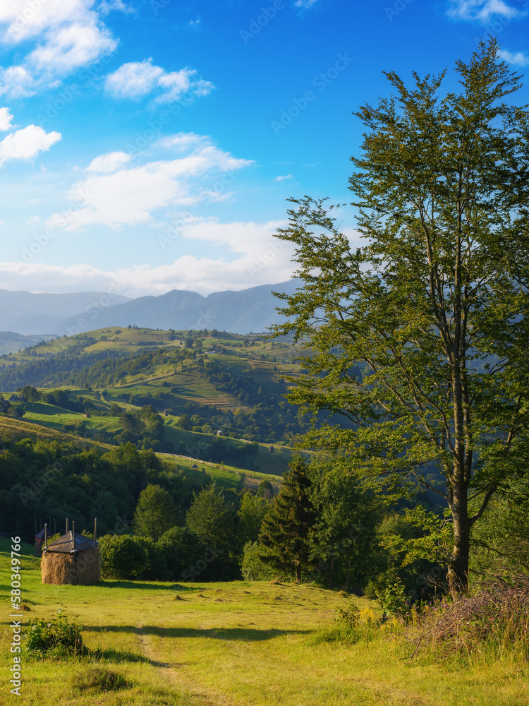 rolling hills, green fields, and majestic mountains. beauty of carpathian rural landscape