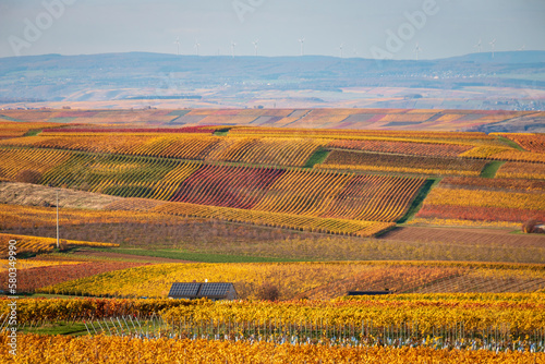 Panoramic view of autumn colored yellow vineyards near Flonheim, Rhine Hesse, Germany photo