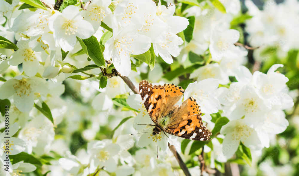 Obraz premium Flowering trees with white buds in spring