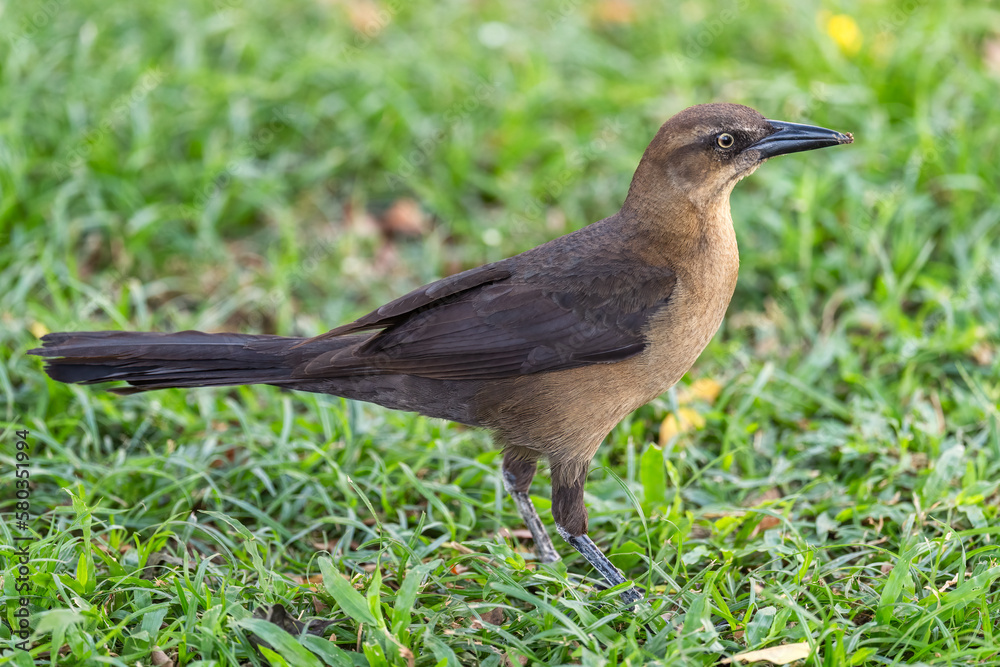 Great-tailed Grackle - Quiscalus mexicanus, large common bird from Latin American forests and woodlands, Panama.