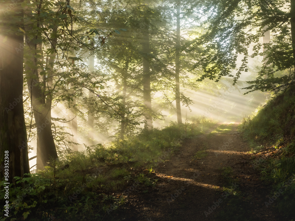 Naklejka premium Sun rays along a foggy forest track