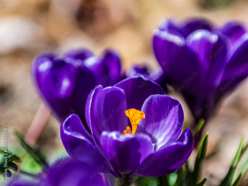 クロッカスの花 クロッカスの花