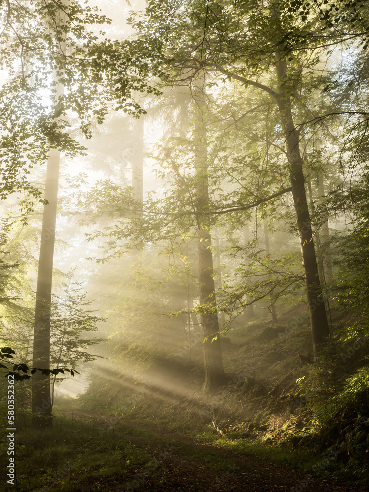 Obraz premium Sun rays in a foggy forest