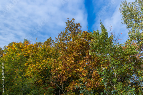 Fototapeta Naklejka Na Ścianę i Meble -  Mixed forest in the autumn season with different deciduous trees