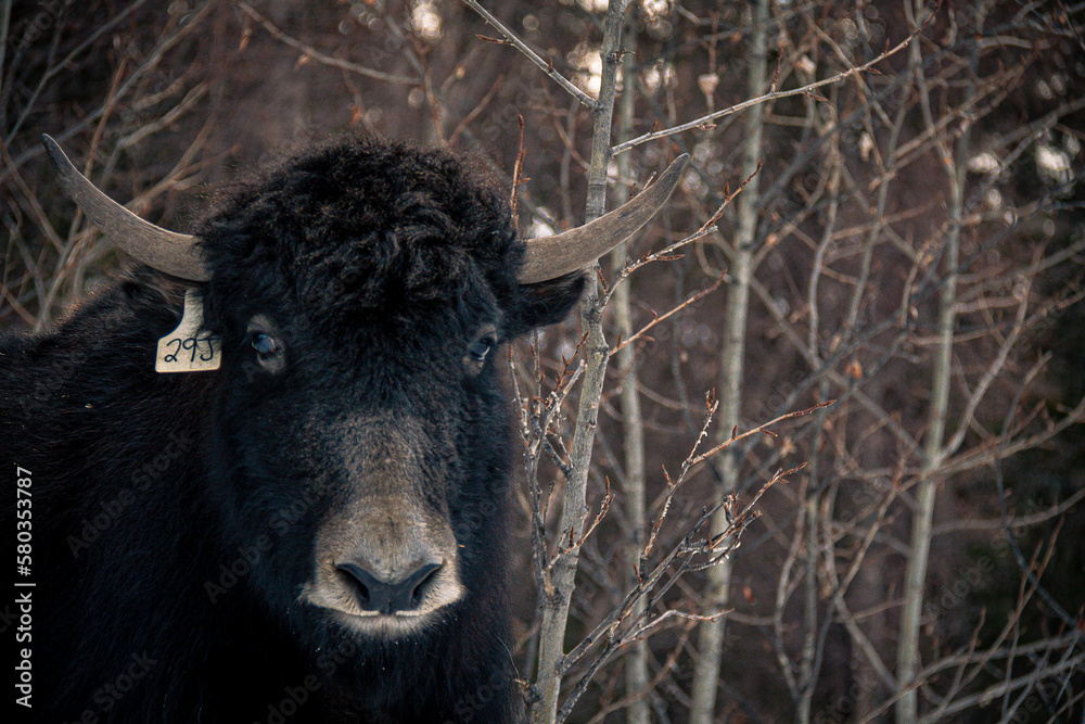 custom made wallpaper toronto digitalYak in the trees on a wintery day in Alberta