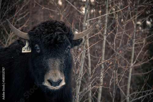 Wallpaper Mural Yak in the trees on a wintery day in Alberta Torontodigital.ca