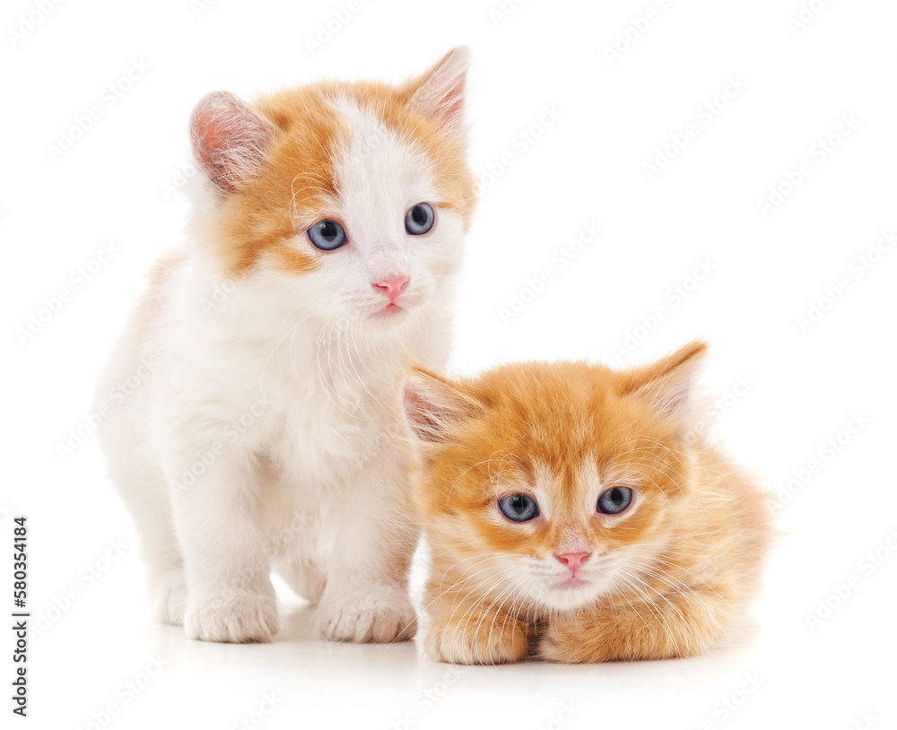 Two small cats.