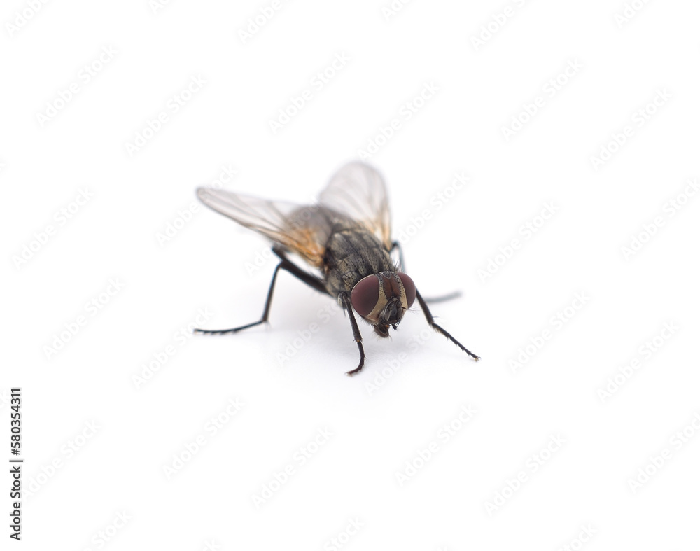 Fototapeta premium One big fly.