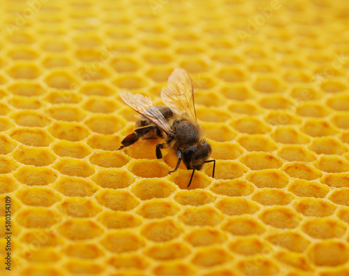 Bee on honeycomb.