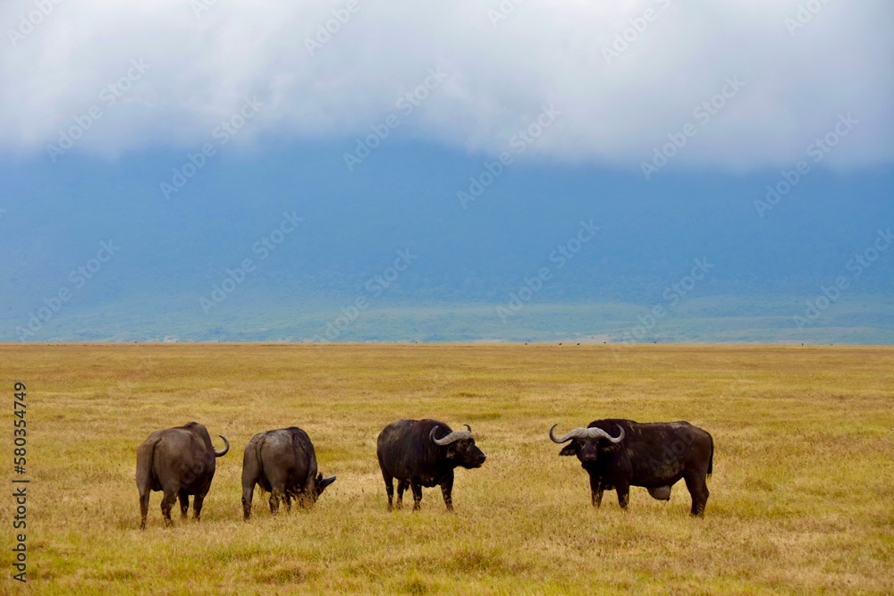 Wildebeest of the Ngorongoro Crater