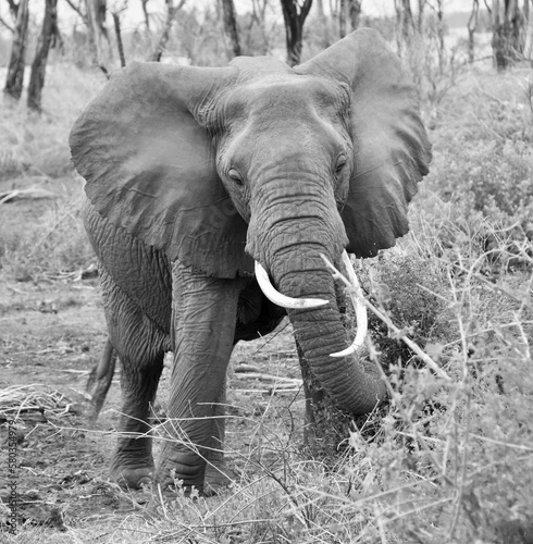 Elephant on the Serengeti